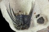 Kettneraspis Trilobite (Long Occipital Horn) - Lghaft, Morocco #107697-6